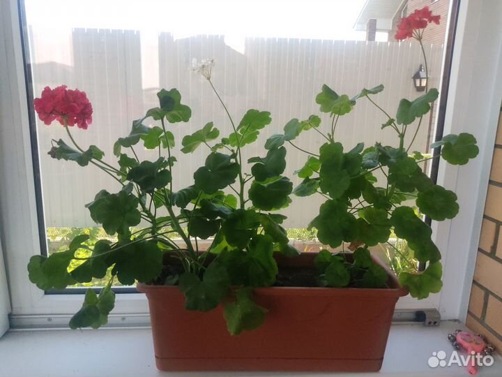 Продам комнатные и уличные растения