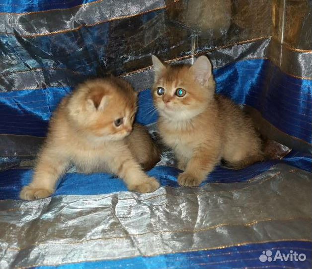 Шотландские золотые Котята