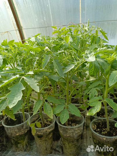 Рассада помидор, огурцов, перца, баклажан