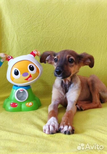 Щенок в добрые руки