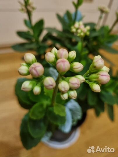 Каланхое розовые бабочки