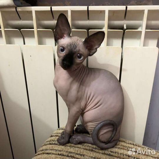 Продам сфинкса