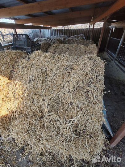 Солома гороховая