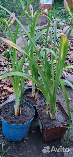 Лилейники сортовые