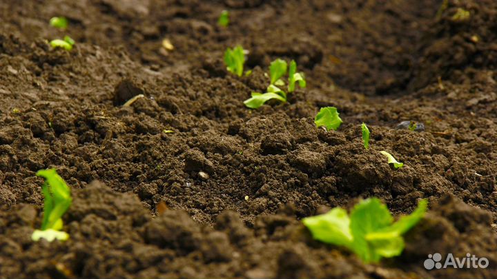 Торфогрунт