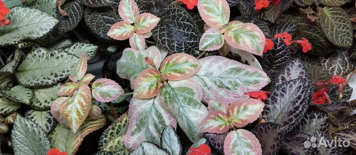 Эписции 8 сортов