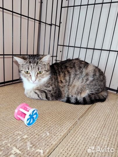 Девочка в стрессе в клеточке