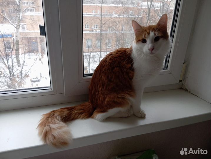 Ишет добрых родителей чудесный Рыжик, 8 мес