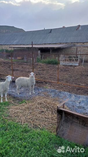 Баранчики,ярки,овцы