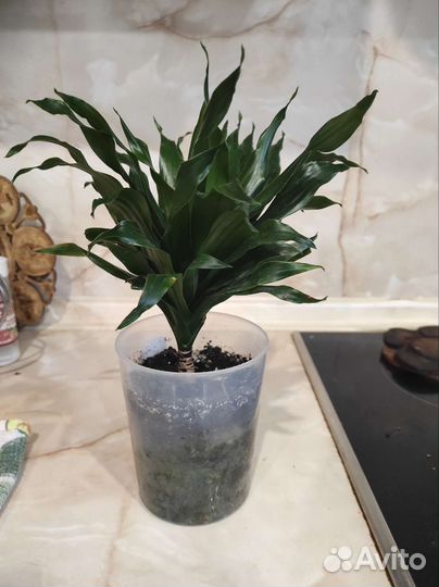 Драцена компакта