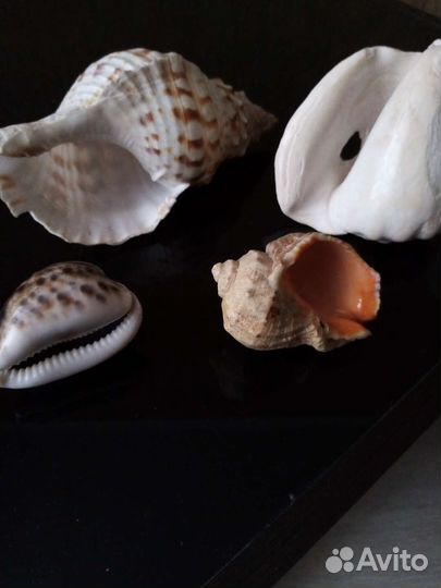 Ракушки океанические Доминикана