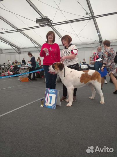 Сенбернар вязка