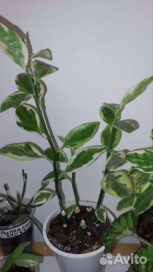 Педилантус пестролистный