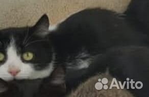 Черно-белая кошка Юша ищет дом