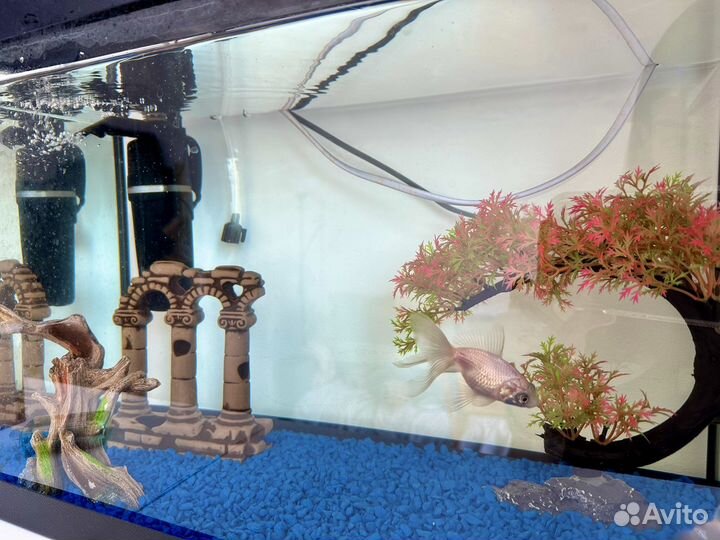 Аквариум 30 литров с рыбами
