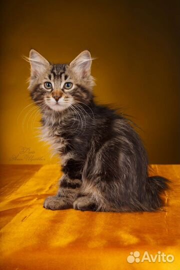 Породистые котята золотых и серебряных окрасов