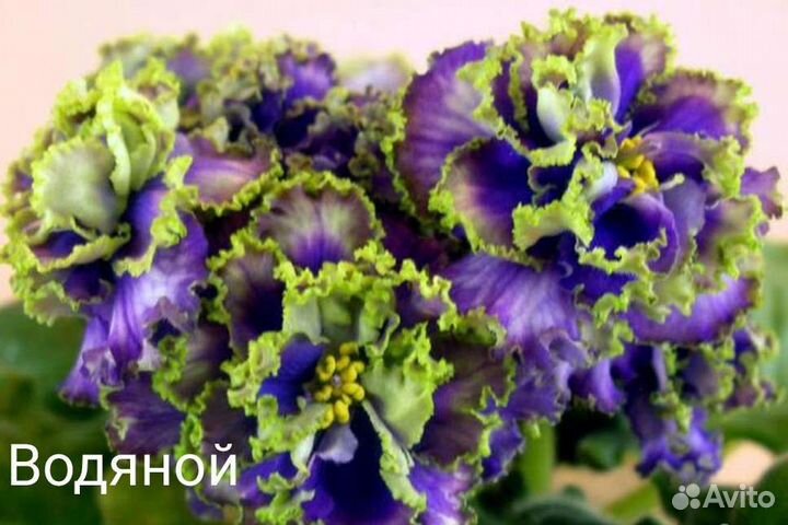 Кротоны. Пальма. Эчеверия. Бегония. Экзотические