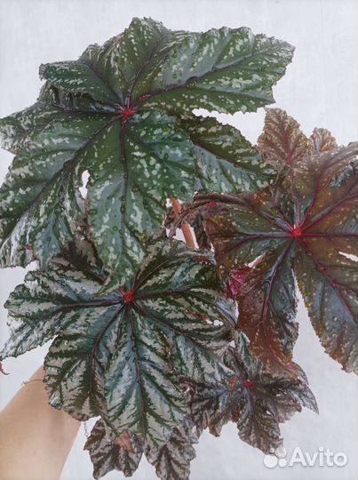 Бегония грифон