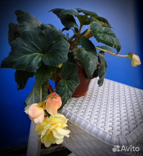 Комнатные цветы