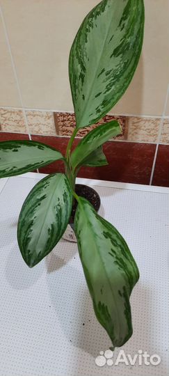 Аглаонемы, филодендрон