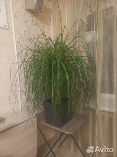 Бокарнея нолина