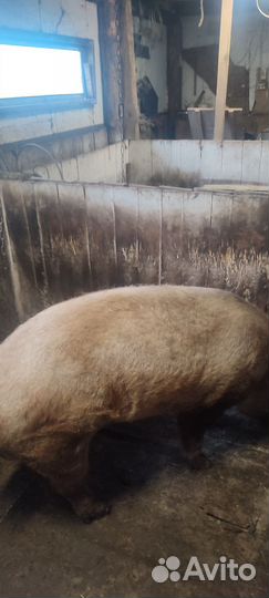 Хряк, породы Дюрок