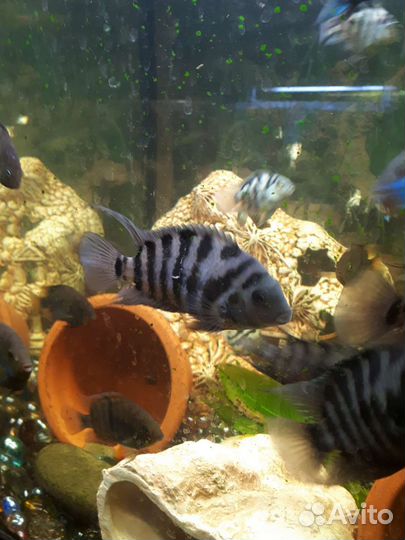 Цихлозома чернополосая