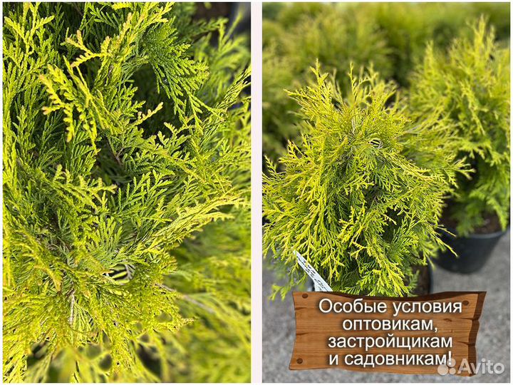 Туя голден глобе