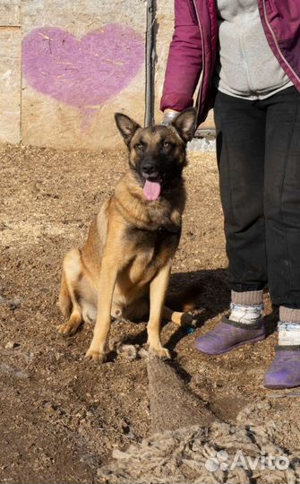 Собака Барс овчарка метис малинуа ищет дом