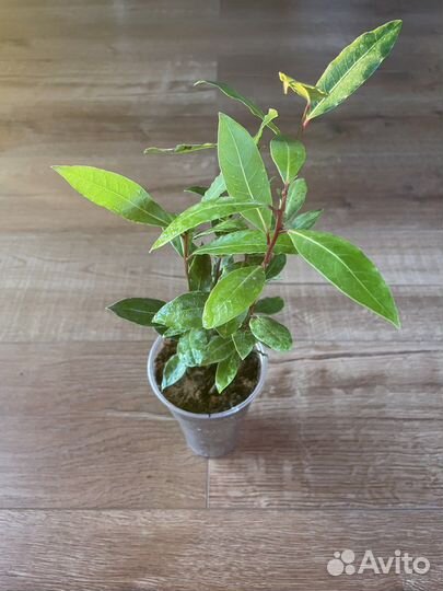 Лавр благородный (лаврушка)