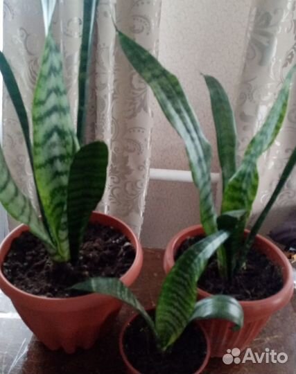 Сансевиерия