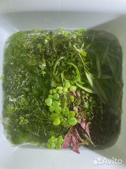 Аквариумная прополка