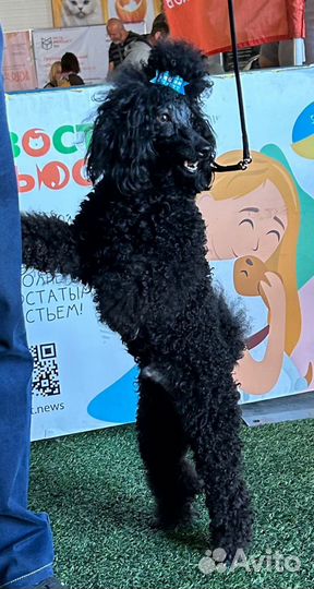 Карликовый пудель вязка