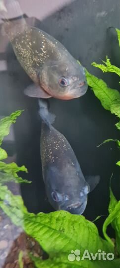 Амазонская краснобрюхая пиранья Nattereri