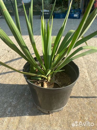 Юкка Крымская