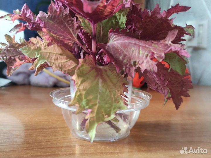 Колеус Ханна