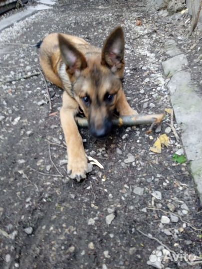 Подарите Лаврику семью