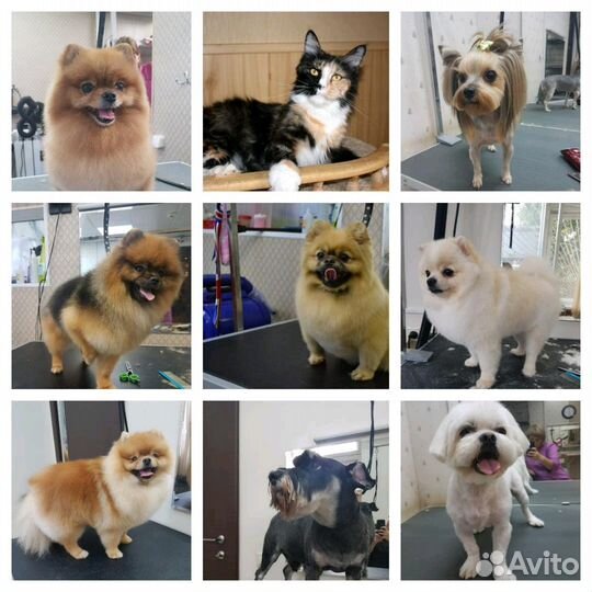 Стрижка собак