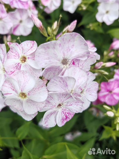 Цветы многолетние