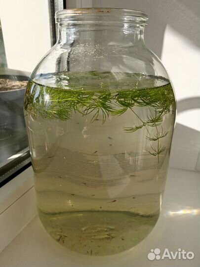 Мальки гуппи