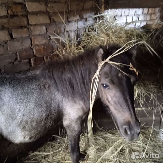 Кобыла миник