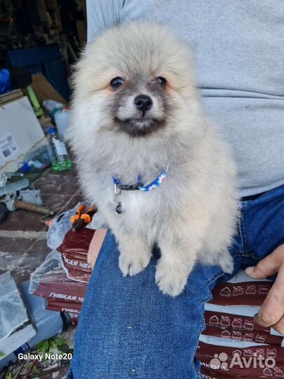 Щенки шпица