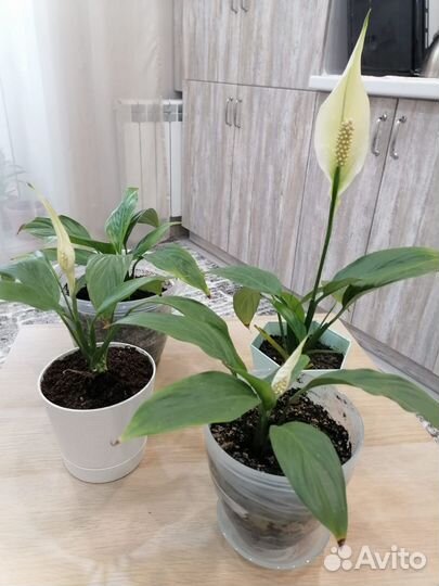 Спатифиллум