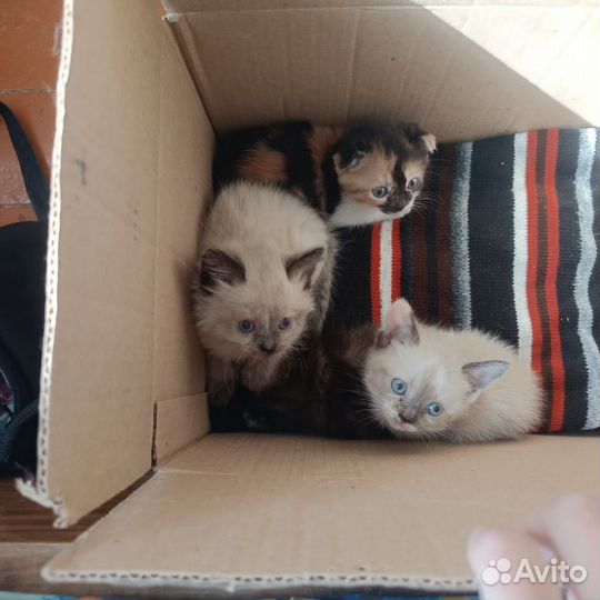 Котята веслоухие британци