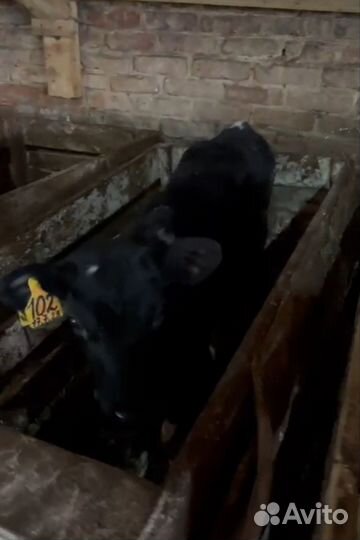 Быки и телки