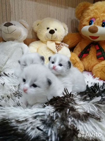 Наши чудо рэгдолл котята