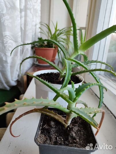 Каланхоэ и Алое