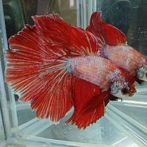 Рыбка betta halfmoon/петушок халфмун