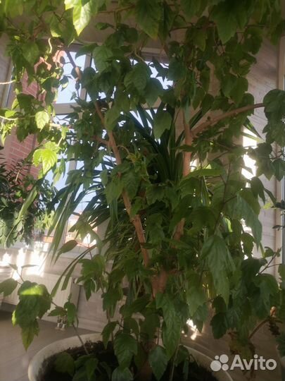 Гибискус древовидный/китайская роза