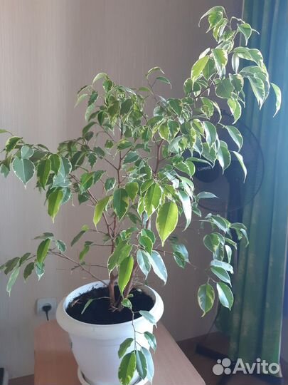 Фикус бенджамина пестролистный